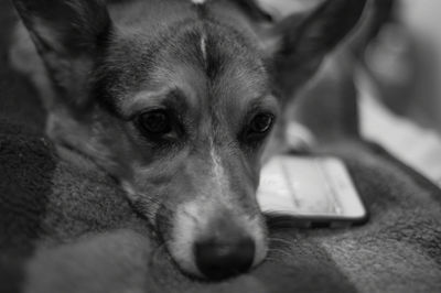 Close-up portrait of dog