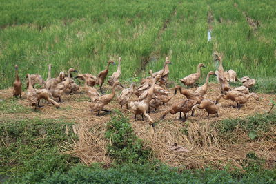 Ducks and rice fields