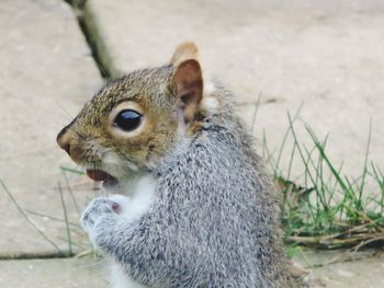 Close-up of squirrel on grass