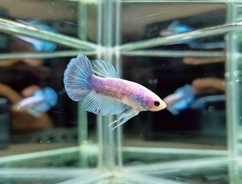 Fish swimming in aquarium