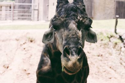 Close-up portrait of horse