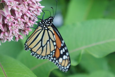 Close-up of butterfly pollinating on flower