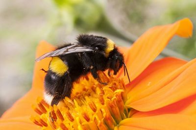 Close-up of honey bee pollinating flower