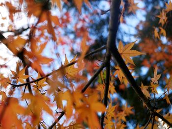 Low angle view of maple tree