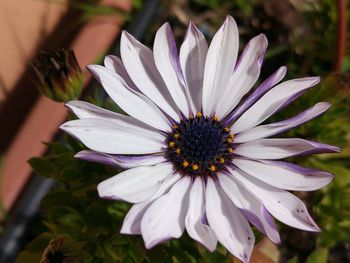 Close-up of white flower blooming outdoors