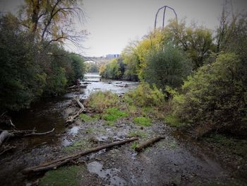 Close-up of wet tree against sky