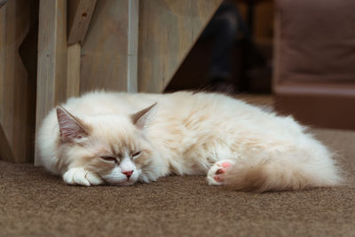 Close-up of cat sleeping