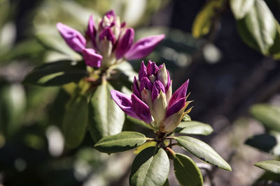 Close-up of pink flowering plant