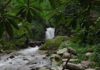 Water flowing through rocks in forest