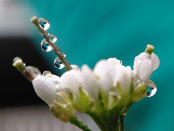 Close-up of jellyfish on plant