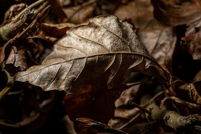 Close-up of dry leaves