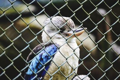 Close-up of bird seen through chainlink fence