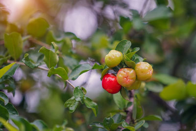 Acerola cherry on the tree with water drop, high vitamin c and antioxidant fruits.