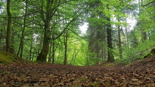 Trees in forest