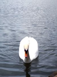 White swan in water