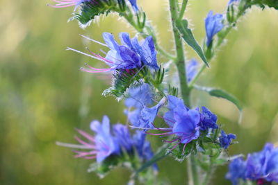 Close-up of purple flowering plant