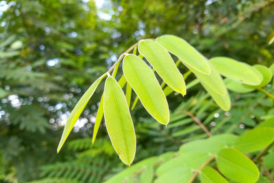 Close-up of fresh green leaves