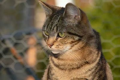 Close-up portrait of cat