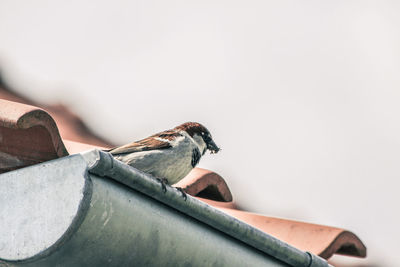 Close-up of sparrow perching on roof against sky