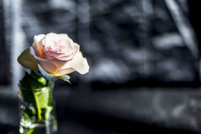 Close-up of rose flower in vase