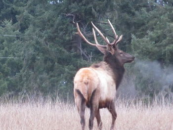 Horse on field in forest