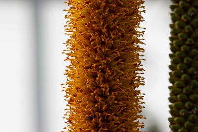 Close-up of yellow flowering plant