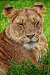 Close-up portrait of lion