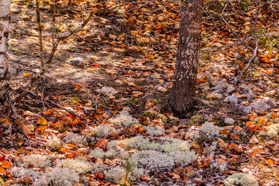 Trees in the forest