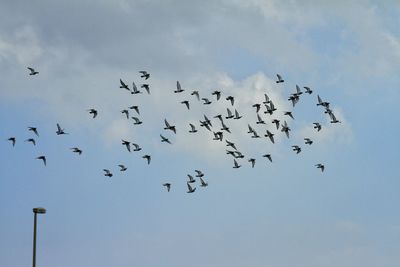 Low angle view of birds flying in sky