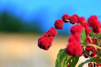 Close-up of red berries growing on tree against sky