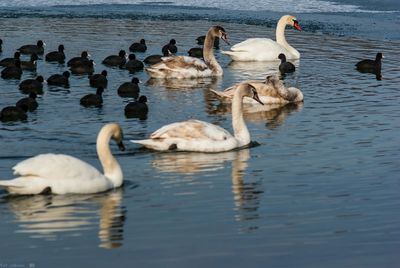 Swans swimming in lake