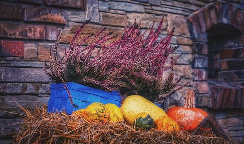 Close-up of squashes with potted plants by brick wall
