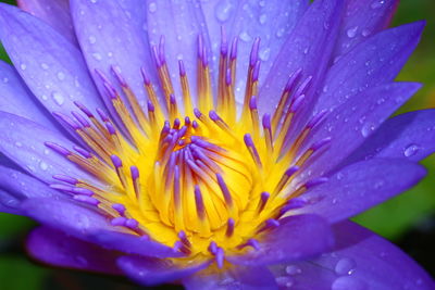 Close-up of wet purple flower