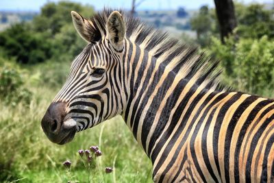 Close-up of zebras on field