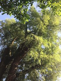 Low angle view of trees