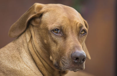 Close-up of brown dog