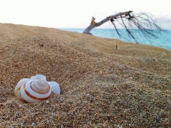 Shells on sandy beach