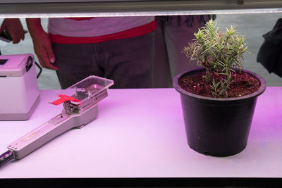 Close-up of potted plant on table