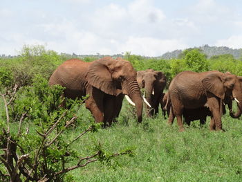 Elephant in a field