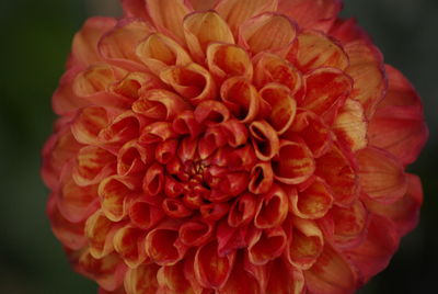 Close-up of dahlia against black background