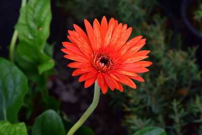 Close-up of insect on flower