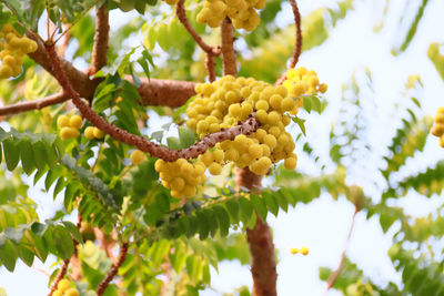 Low angle view of fruits hanging on tree