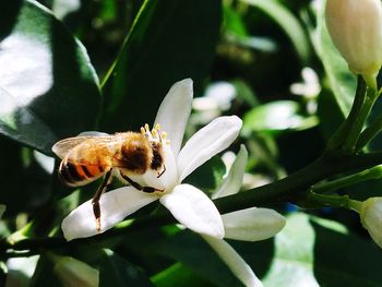 Close-up of bee on flower