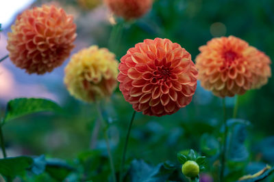 Close-up of red flowering plants in park