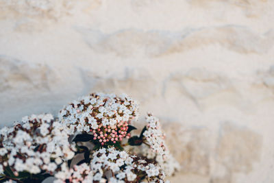 Close-up of white flowers