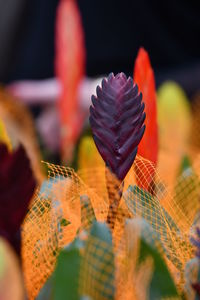 Close-up of flower against blurred background