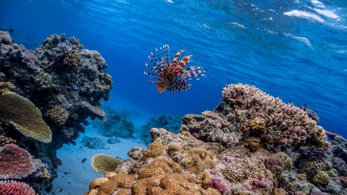 Fish swimming in sea