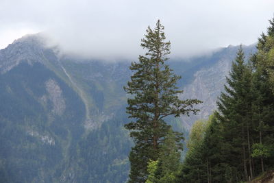 Scenic view of pine trees against sky