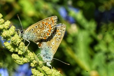 Close-up of butterfly pollinating flower