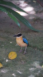 High angle view of bird perching on land